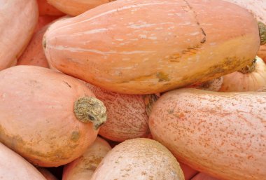 pembe muz squash