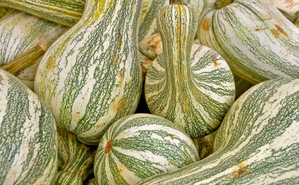 Groene gestreepte cushaw squash — Stockfoto