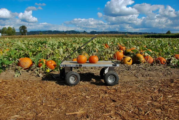 De pumpkin patch — Stockfoto