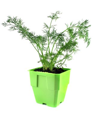 Fresh Herbs Dill clipart