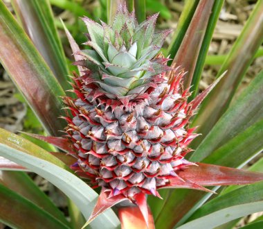 ananas bud