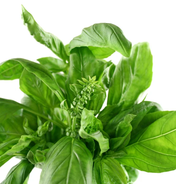 Fresh Herbs Basil — Stock Photo, Image