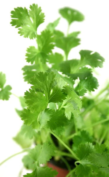Fresh Herbs Coriander — Stock Photo, Image