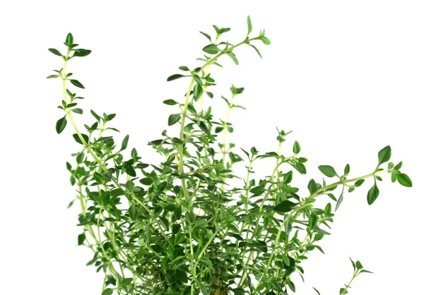 Ervas frescas Tomilho — Fotografia de Stock