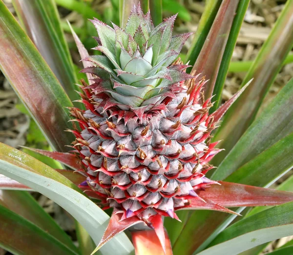 Pineapple Bud — Stock Photo, Image