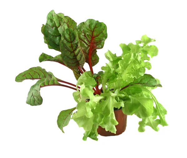 Red Shard And Curly Lettuce — Stock Photo, Image