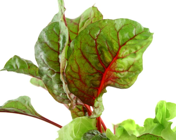 Red Chard Lettuce — Stock Photo, Image
