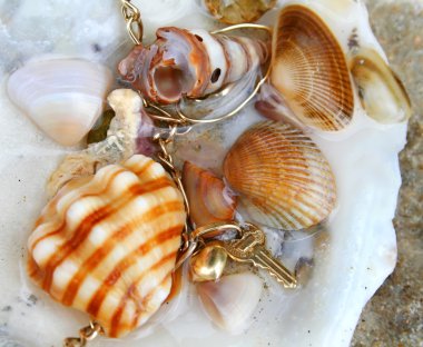 Seashells 1 clipart