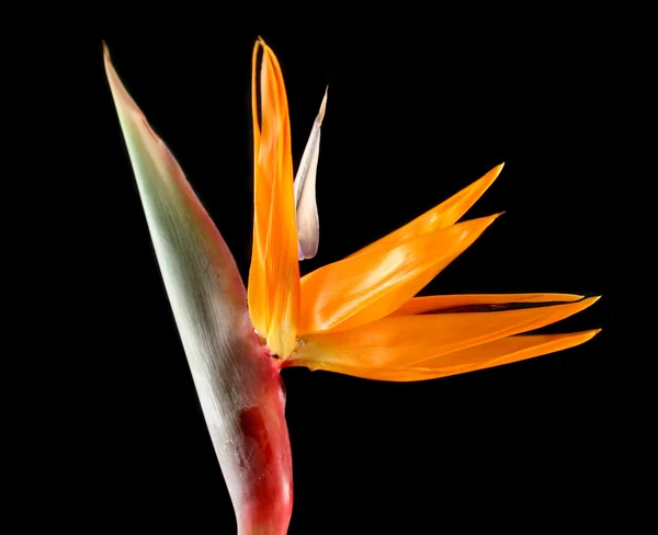 stock image Strelitzia