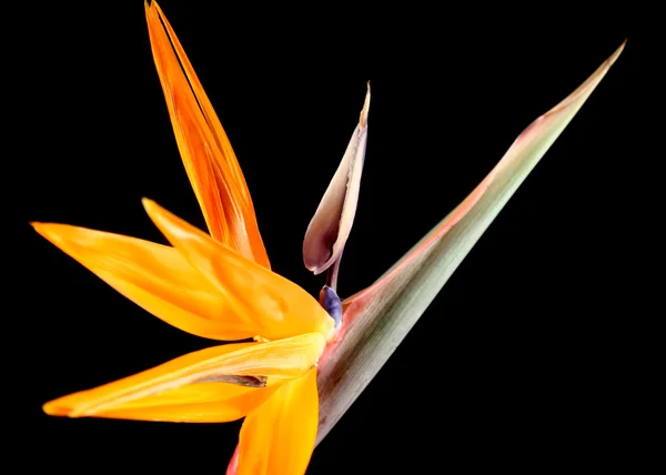 Цветок журавля — стоковое фото