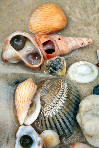 Seashells 2 — Stock Photo, Image