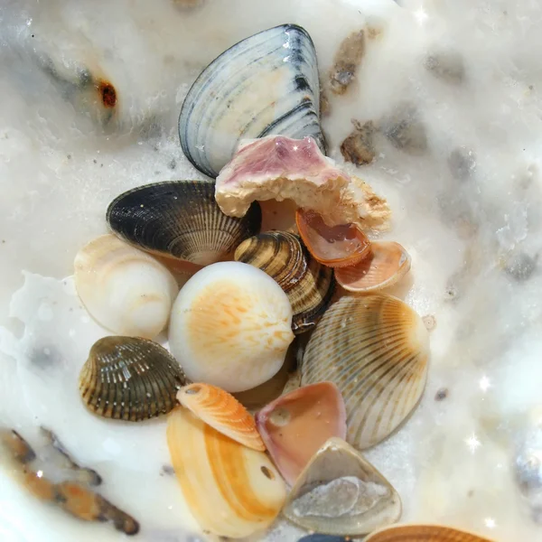 Shells Under Water — Stock Photo, Image