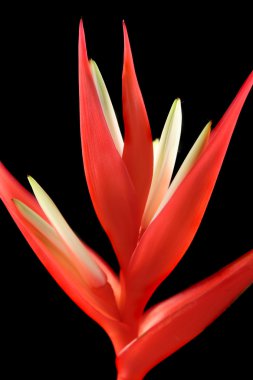 Heliconia 2 clipart