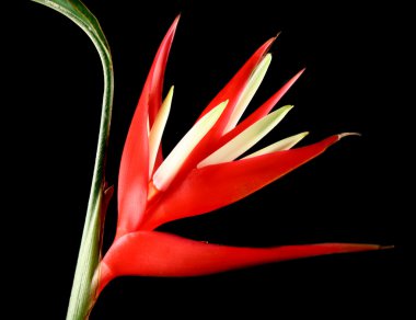 Heliconia 4 clipart