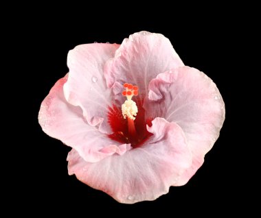 hibiscus üzerinde yağmur damlaları