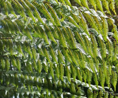 yağmur ormanlarının arka 7