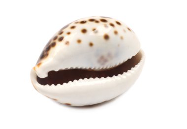 Seashell gülüyor