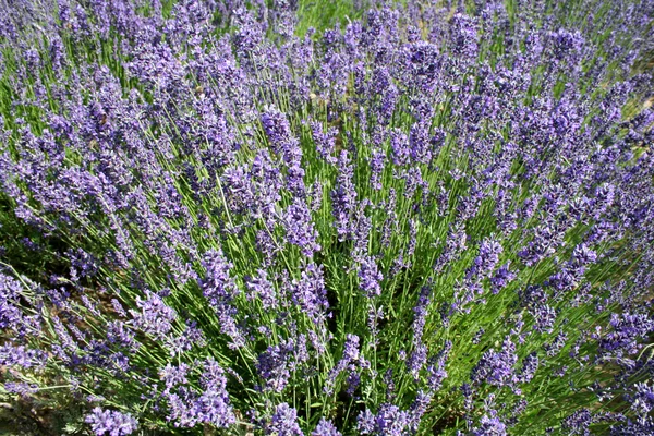 Gebied van lavendel — Stockfoto