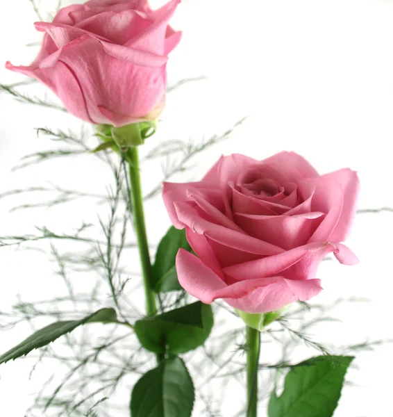 Gift Roses 2 — Stock Photo, Image