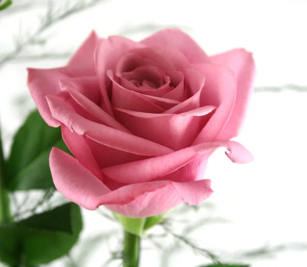 Gift Roses 3 — Stock Photo, Image