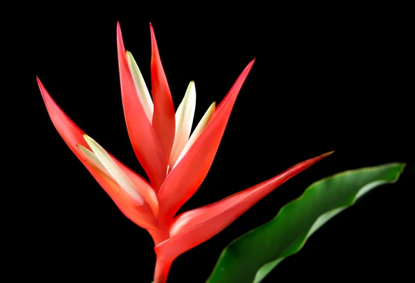 Heliconia 1 — 스톡 사진