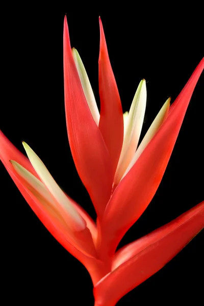 Heliconia 2 — 스톡 사진