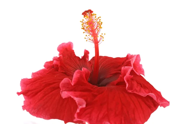 stock image Tropical Hibiscus