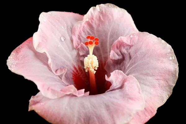 Pink Hibiscus 1 — Stock Photo, Image
