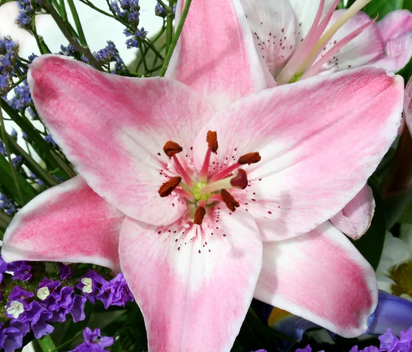 Розовая лилия 1 — стоковое фото