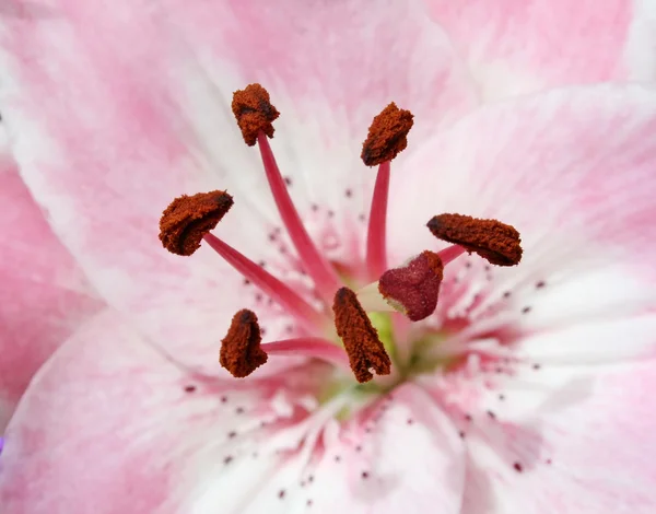 Stock image Pink Lily 2