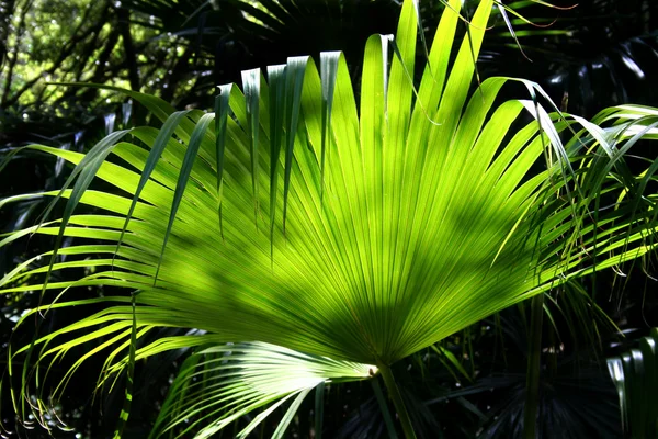 Forêt tropicale Contexte 3 — Photo