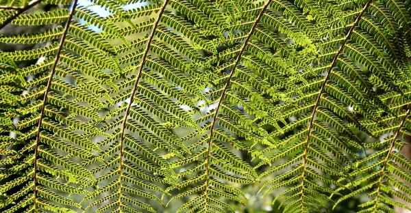 Rainforest bakgrund 4 — Stockfoto