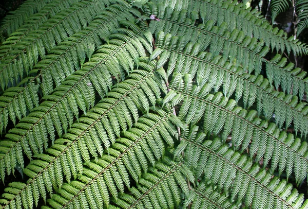 Rainforest bakgrund 6 — Stockfoto