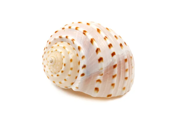 Ribbed Seashell — Stock Photo, Image