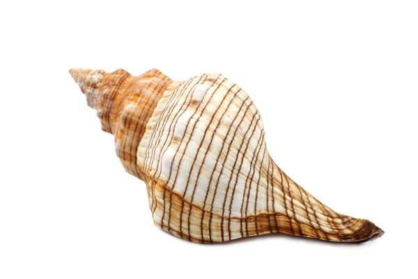 Colorful Ribbed Sea Shell — Stock Photo, Image