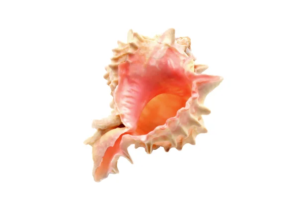 Delicate Sea Shell — Stock Photo, Image