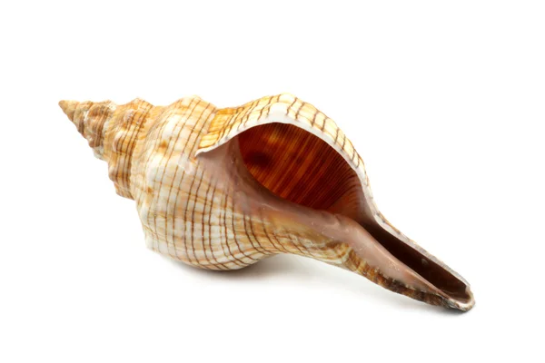 Beautiful Sea Shell — Stock Photo, Image
