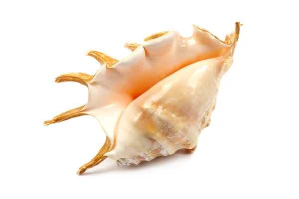 Seashell With Spines — Stock Photo, Image