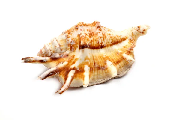 Stripedc Sea Shell — Stock Photo, Image