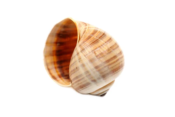 Fragile Seashell — Stock Photo, Image