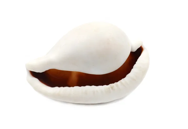 Big Mouth Seashell — Stock Photo, Image