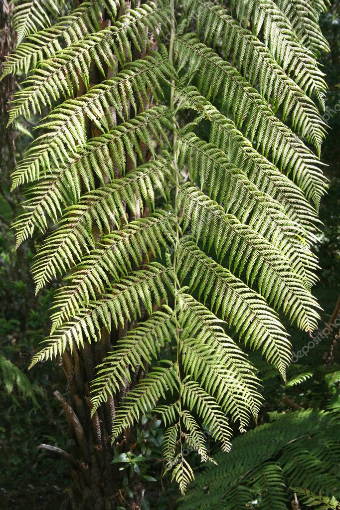 Rainforest Background — Stock Photo © jabiru #11570840