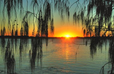 Casuarina gündoğumu