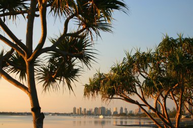 Pandanus Trees In The Early Morning clipart