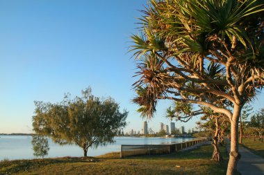 Southport Through Pandanus At Dawn clipart