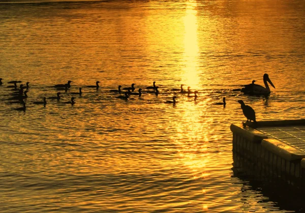 Fåglar på vatten — Stockfoto