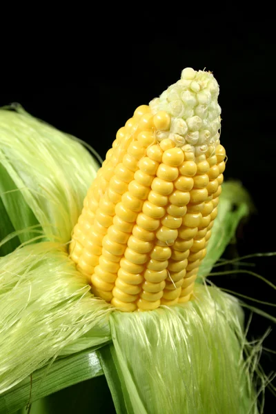 Ear Of Corn — Stock Photo, Image