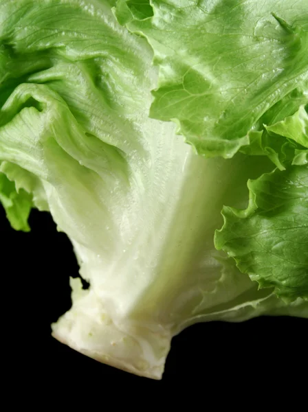 Lettuce 2 — Stock Photo, Image