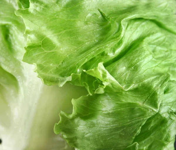 Lettuce Background — Stock Photo, Image