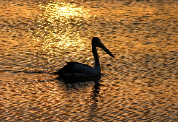 Pelican Silhouette — Stock Photo, Image
